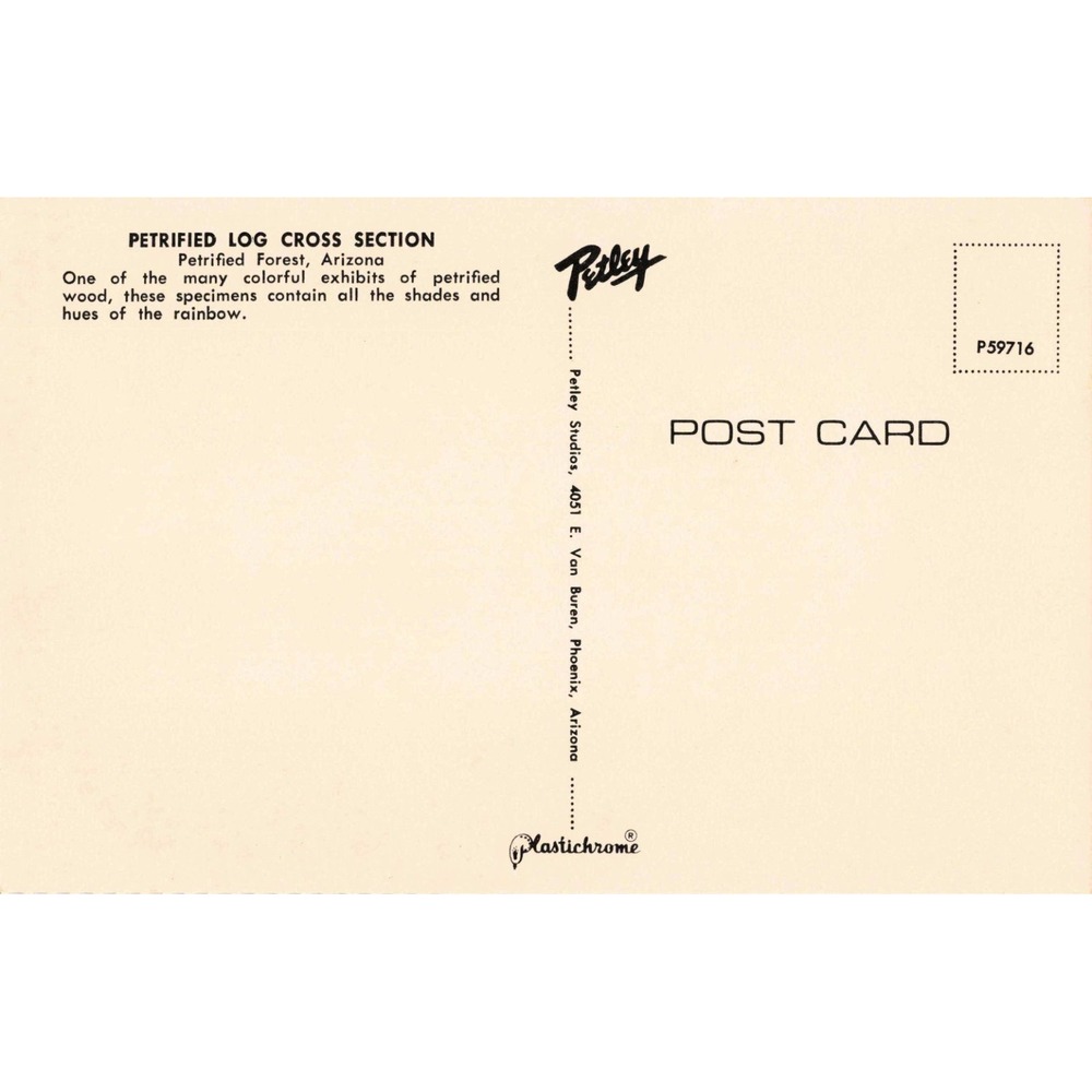Vintage Petrified Forest Arizona Postcard Log Cross Section Petley Plastichrome - Picture 2 of 2